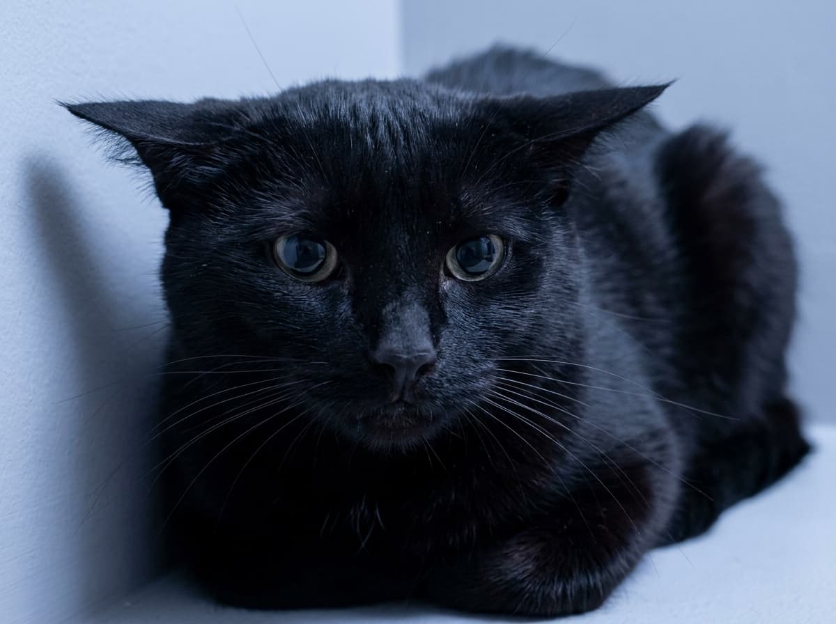 Whiskers Flattened Back — Cat with whiskers pulled tight against its cheeks
